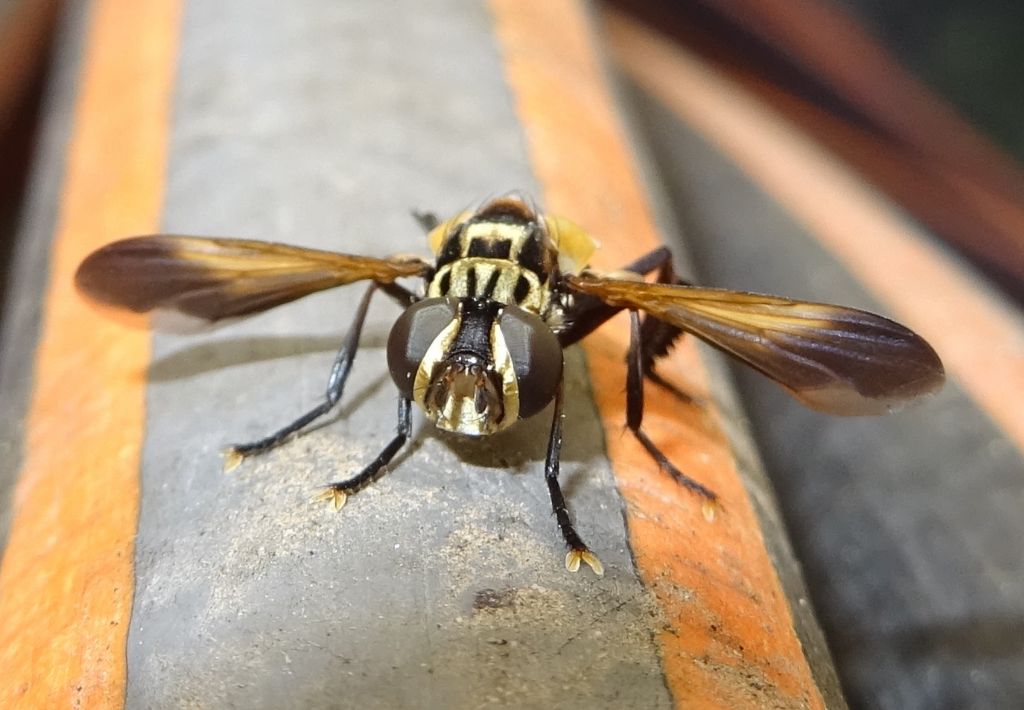 Tachinidae: Trichopoda (Galactomyia) pictipennis